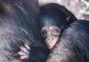 Gesucht: Ein Name für das Hellabrunner Schimpansen-Mädchen