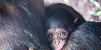 Gesucht: Ein Name für das Hellabrunner Schimpansen-Mädchen