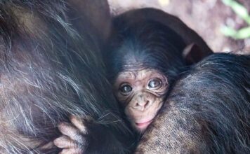 Gesucht: Ein Name für das Hellabrunner Schimpansen-Mädchen