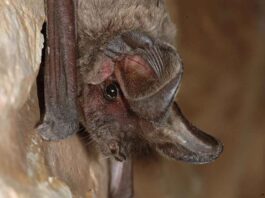 Erstnachweis der Bulldoggfledermaus im Nationalpark Berchtesgaden