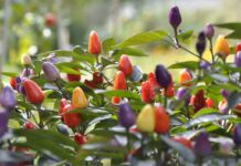 Chili und Tomaten müssen noch warten