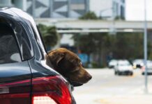 Neue EU-Regeln für die Mitnahme von Haustieren