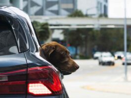 Neue EU-Regeln für die Mitnahme von Haustieren