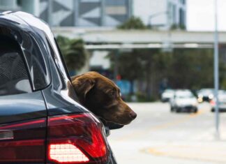 Neue EU-Regeln für die Mitnahme von Haustieren