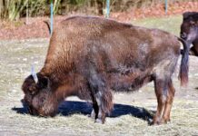 Hellabrunn: Unfreiwilliger Aufenthalt in dem Bisongehege Hellabrunn: Unfreiwilliger Aufenthalt in dem Bisongehege