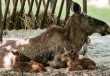 Doppelter Nachwuchs bei den Elchen in Hellabrunn