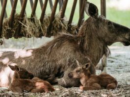 Doppelter Nachwuchs bei den Elchen in Hellabrunn