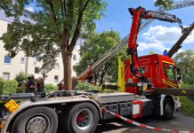 20 Meter hoher Baum stürzt auf Haus - keine Verletzten