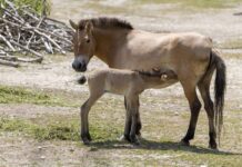 Erstes Przewalski-Fohlen seit zehn Jahren in Hellabrunn geboren