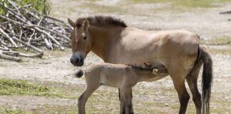Erstes Przewalski-Fohlen seit zehn Jahren in Hellabrunn geboren