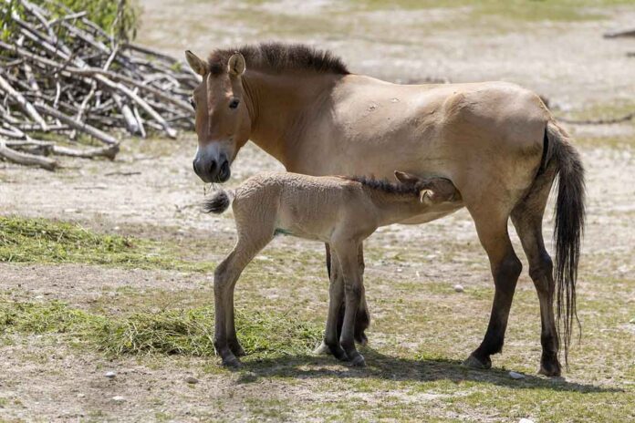 Erstes Przewalski-Fohlen seit zehn Jahren in Hellabrunn geboren Erstes Przewalski-Fohlen seit zehn Jahren in Hellabrunn geboren