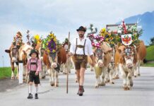 Bunte Kühe, festliche Trachten und goldene Wandertage im Alpbachtal