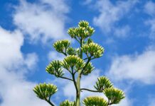Seltene Agave im Nymphenburger Schlosspark blüht - ein Ereignis nach 45 Jahren