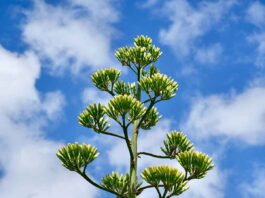 Seltene Agave im Nymphenburger Schlosspark blüht - ein Ereignis nach 45 Jahren