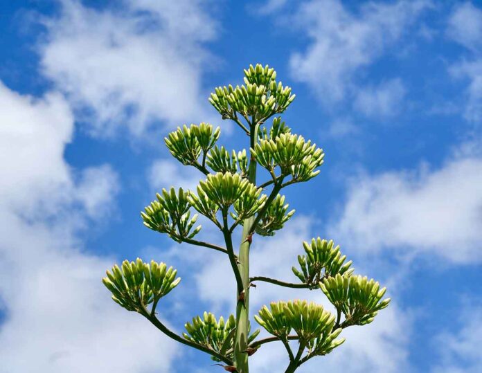 Seltene Agave im Nymphenburger Schlosspark blüht - ein Ereignis nach 45 Jahren Seltene Agave im Nymphenburger Schlosspark blüht - ein Ereignis nach 45 Jahren