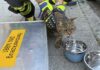 Feuerwehr befreit Hund und Katze aus überhitztem Fahrzeug in Pasing