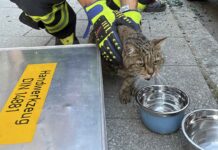 Feuerwehr befreit Hund und Katze aus überhitztem Fahrzeug in Pasing Feuerwehr befreit Hund und Katze aus überhitztem Fahrzeug in Pasing