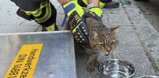 Feuerwehr befreit Hund und Katze aus überhitztem Fahrzeug in Pasing