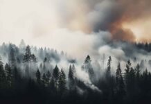 Waldbrände in Südeuropa: Welche Rechte haben Reisende?