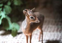 Hellabrunn begrüßt Kirk-Dikdiks - eine der kleinsten Antilopen der Welt