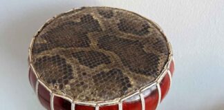 Zoll warnt vor dem Kauf von Souvenirs aus geschützten Tierarten - Trommel mit Pythonleder beschlagnahmt