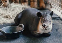 Willkommen in Hellabrunn: Mittelamerikanischer Tapir zieht ins Nashornhaus